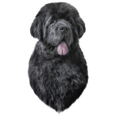 Drawing Newfoundland Sticker