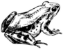 Drawing Of A Frog Or Toad Sticker