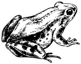 Drawing Of A Frog Or Toad Sticker