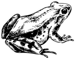 Drawing Of A Frog Or Toad Sticker