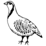 Drawing Outline Partridge Sticker