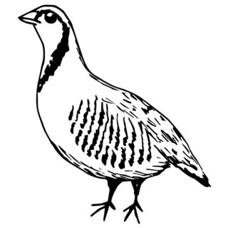 Drawing Outline Partridge Sticker 