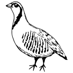 Drawing Outline Partridge Sticker 