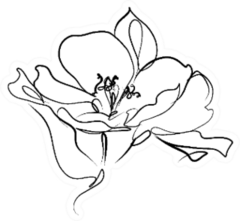 Drawing With Floral Pattern Lily Sticker