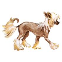 Drawn Chinese Crested Sticker