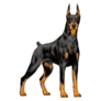 Drawn Doberman Standing Sticker