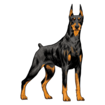 Drawn Doberman Standing Sticker