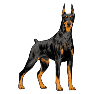 Drawn Doberman Standing Sticker