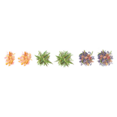 Dried Loose Leaf Tea Watercolour Illustration Sticker