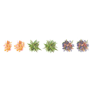 Dried Loose Leaf Tea Watercolour Illustration Sticker