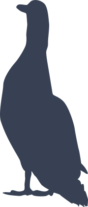 Duck Bird Standing Tall Sticker