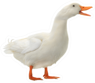 Duck On A White Background Sticker