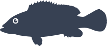 Dusky Grouper Fish Sticker
