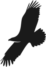 Eagle Silhouette Illustration Sticker