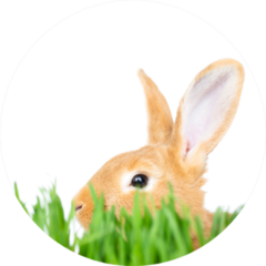Easter Bunny In Green Grass Sticker