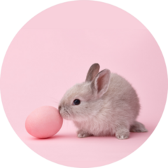 Easter Bunny Rabbit With Painted Egg On Pink Sticker