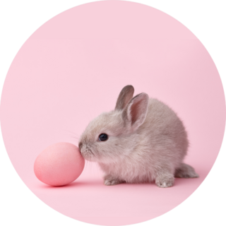 Easter Bunny Rabbit With Painted Egg On Pink Sticker