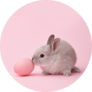 Easter Bunny Rabbit With Painted Egg On Pink Sticker