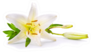 Easter Lily Flower Isolated On White Sticker