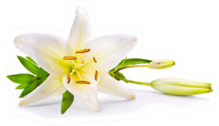 Easter Lily Flower Isolated On White Sticker
