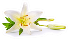 Easter Lily Flower Isolated On White Sticker