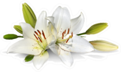 Easter Lily Flowers On White Sticker