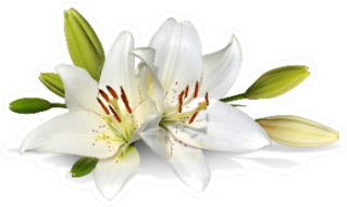 Easter Lily Flowers On White Sticker