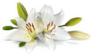 Easter Lily Flowers On White Sticker