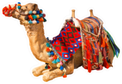 Egyptian Decorated Camel With Saddle Isolated On White Sticker