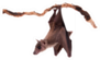 Egyptian Fruit Bat On Branch Sticker