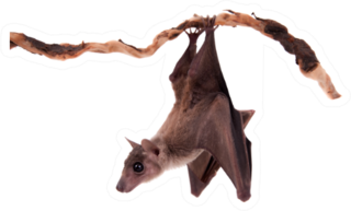 Egyptian Fruit Bat On Branch Sticker