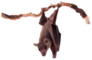 Egyptian Fruit Bat Or Rousette Sticker