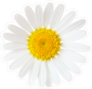 Elegant Chamomile Sticker