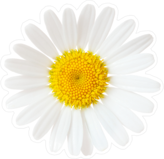 Elegant Chamomile Sticker