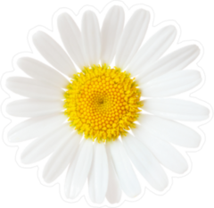 Elegant Chamomile Sticker