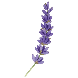 Elegant Lavender Sticker