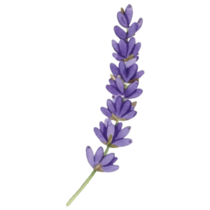 Elegant Lavender Sticker