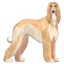 Elegant Saluki Sticker