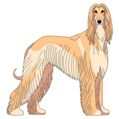 Elegant Saluki Sticker