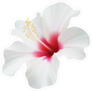 Elegant White Hibiscus Flower Sticker