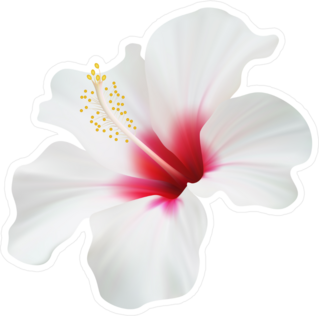 Elegant White Hibiscus Flower Sticker