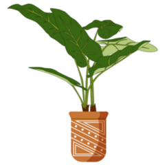 Elephant Ear Tropical Plant in Terracotta Pot Sticker