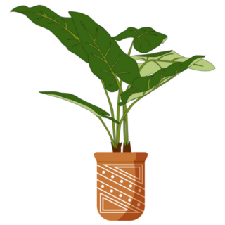 Elephant Ear Tropical Plant in Terracotta Pot Sticker