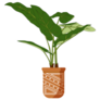 Elephant Ear Tropical Plant in Terracotta Pot Sticker