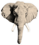 Elephant Head Sticker