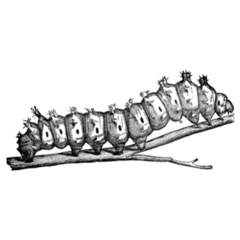 Emperor Moth Caterpillar Illustration Sticker