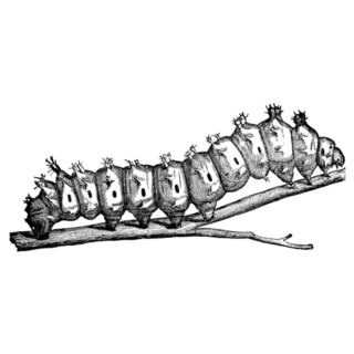 Emperor Moth Caterpillar Illustration Sticker