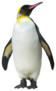 Emperor Penguin Isolated On White Sticker