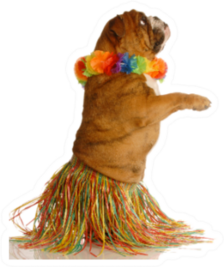 English Bulldog Dressed As A Hula Dancer Sticker