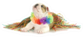 English Bulldog Wearing Hawaiian Hula Lei And Skirt Sticker